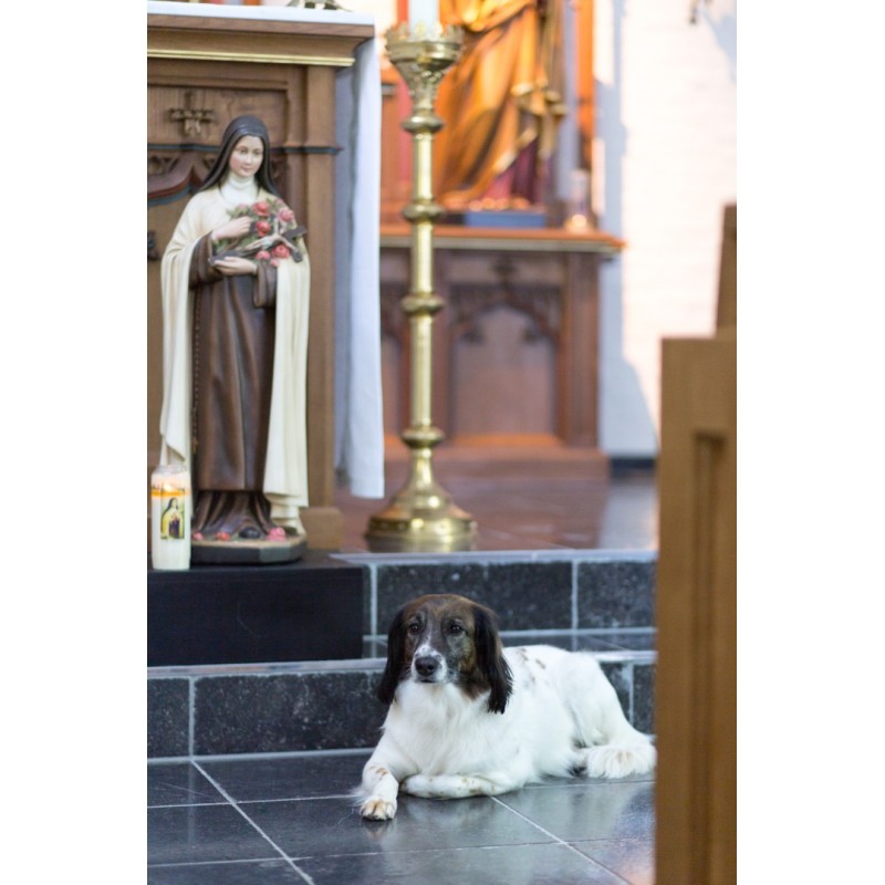 Kloosterhond Lotte in de kapel